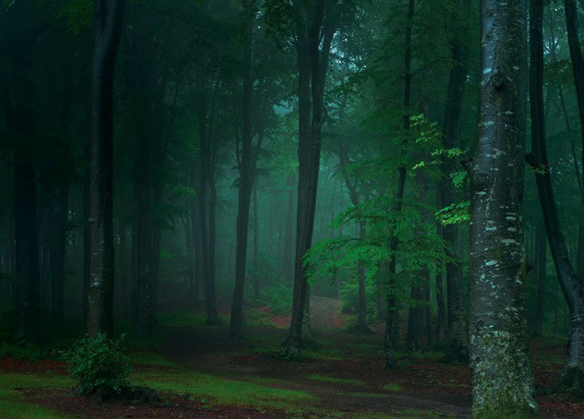 A green forest scene